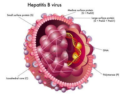 What is Hep B and how effective is vaccination.