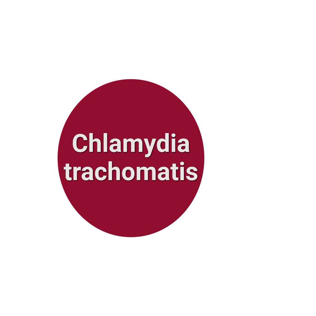 Chlamydia trachomatis