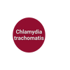 Chlamydia trachomatis